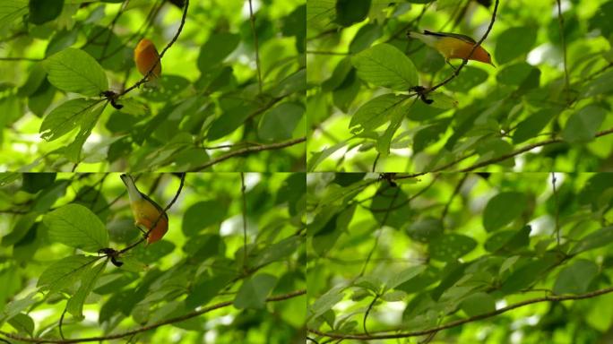 多叶树枝上美丽的原莺鸟的尖锐特写