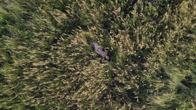 令人着迷的视频，一个女孩模型躺在四轴飞行器上围成一圈的绿草丛中