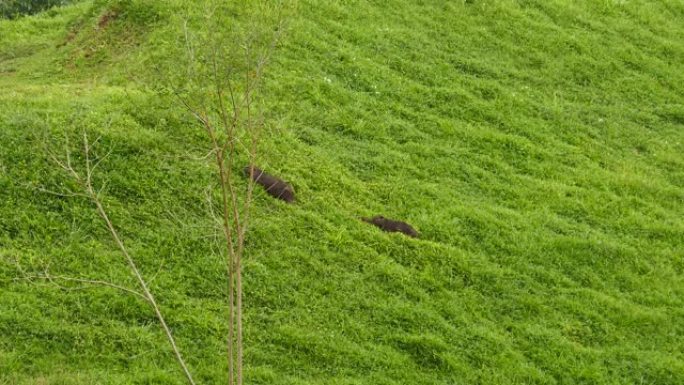 水豚科水豚在茂密的草地上行走