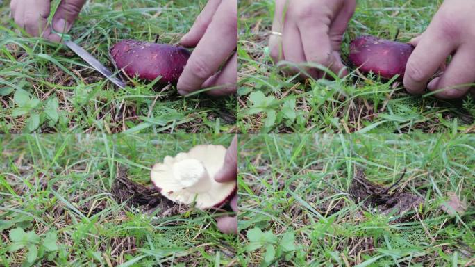在秋天的森林里，蘑菇采摘者用刀切开红菇的手的特写