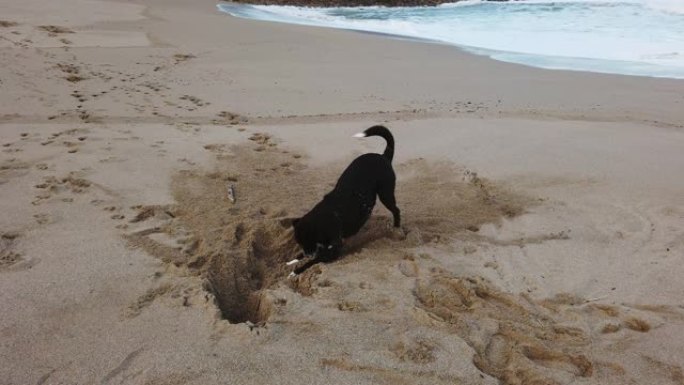 狗在海滩上挖洞玩耍沙滩玩沙遛狗