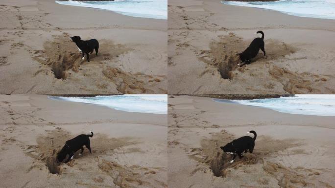 狗在海滩上挖洞玩耍沙滩玩沙遛狗