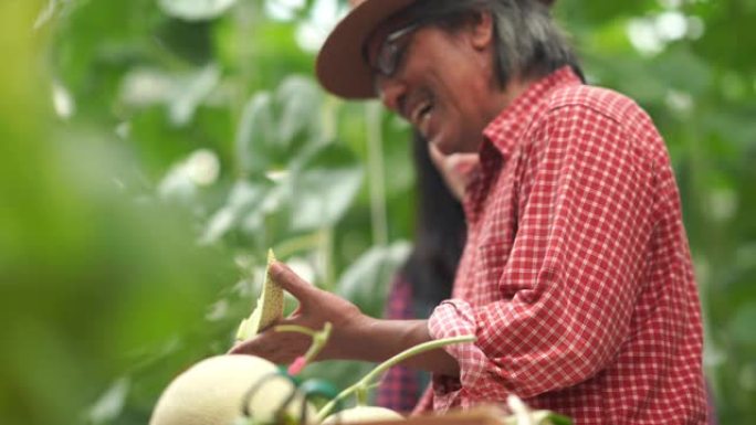 亚洲农民测试了用于研究和开发的甜瓜作物品种的甜度，转基因食品，生物食品概念