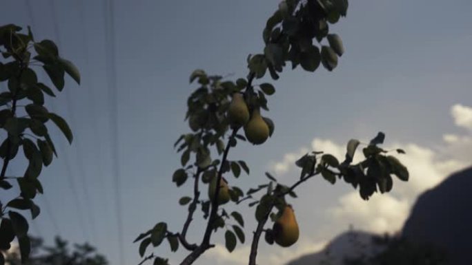 水果园里树上的梨果