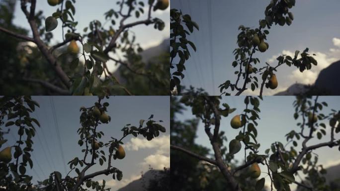 水果园里树上的梨果