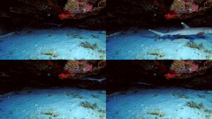 亚洲马尔代夫印度洋珊瑚洞游泳的年轻白鳍礁鲨