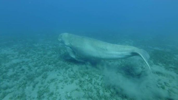 海牛躺在覆盖着绿藻的海底，突然起飞并游走。儒艮或海牛 (Dugong dugon)，水下射击。红海、