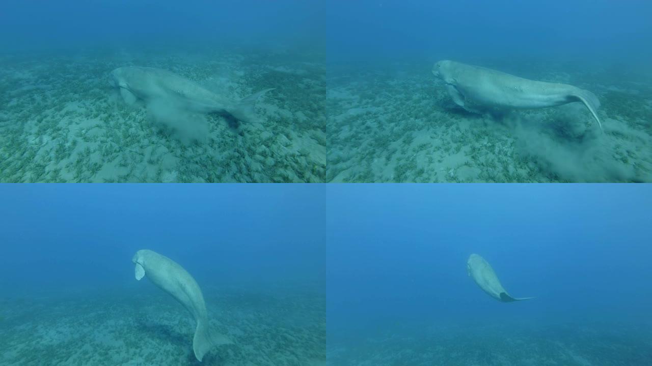 海牛躺在覆盖着绿藻的海底，突然起飞并游走。儒艮或海牛 (Dugong dugon)，水下射击。红海、