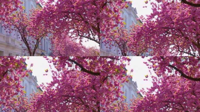 美丽盛开的日本樱桃树 -- 倾斜相机