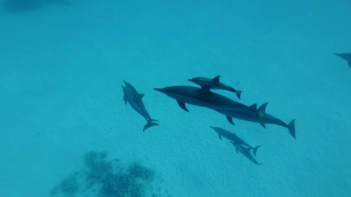 海豚家族带着一只小海豚在沙底游泳。旋转海豚 (Stenella longirostris)，水下拍摄