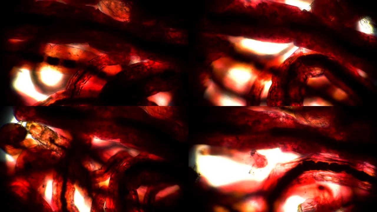 显微镜下非常流动的透明红虫