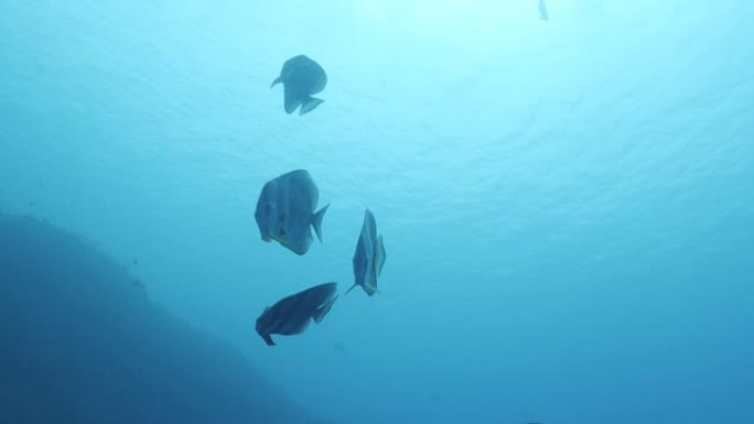 在深海靠近相机游泳的圆形蝙蝠鱼