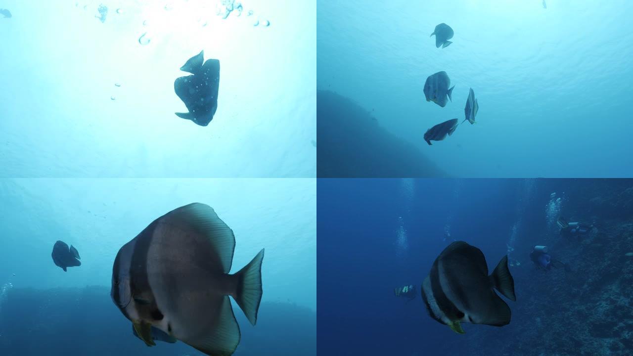在深海靠近相机游泳的圆形蝙蝠鱼