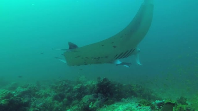 Reef Manta Ray (Mobula alfredi，Manta alfredi) 游过印度