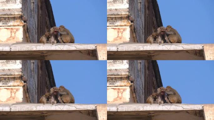 一群猴子在斋浦尔的城市宫殿里狂欢