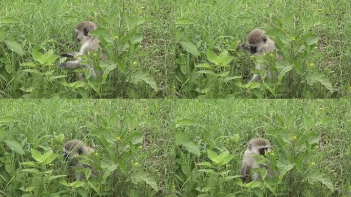 小猴子正在吃草。非洲大草原幼年狒狒灵长类