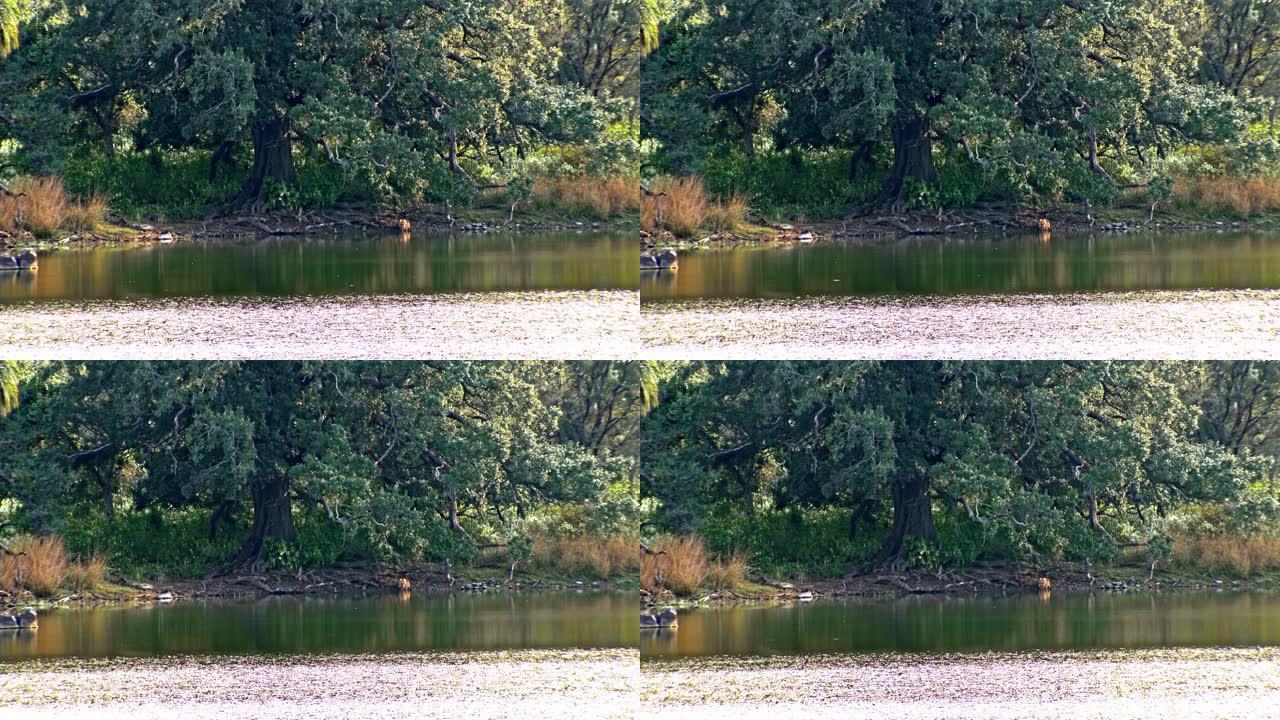 老虎在湖里喝水流动河水唯美景色