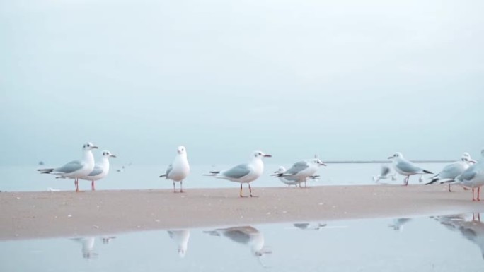 波罗的海冬季的海鸥