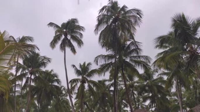 有风雨的棕榈树2大雨树木树林