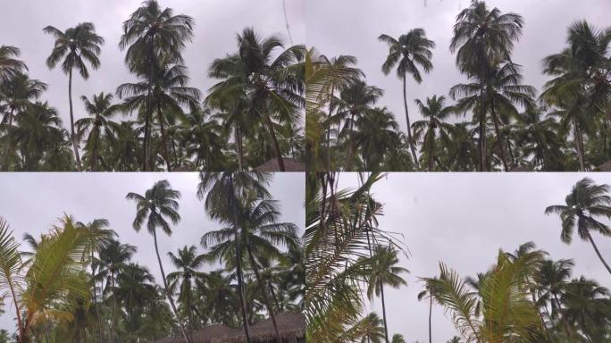 有风雨的棕榈树2大雨树木树林