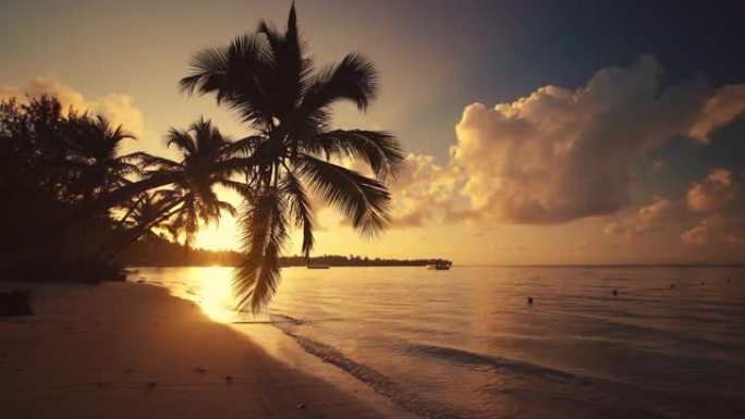 热带海滩上的棕榈树，异国情调的岛屿