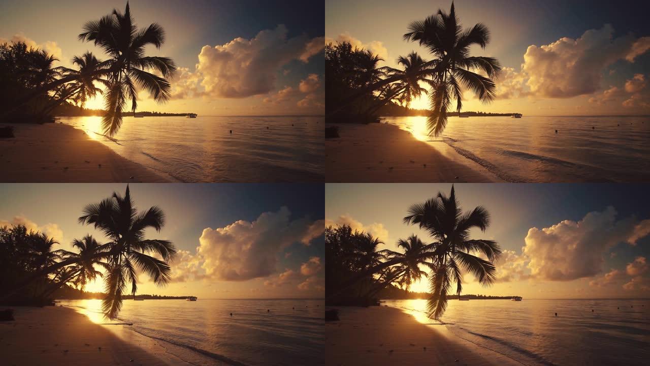 热带海滩上的棕榈树，异国情调的岛屿