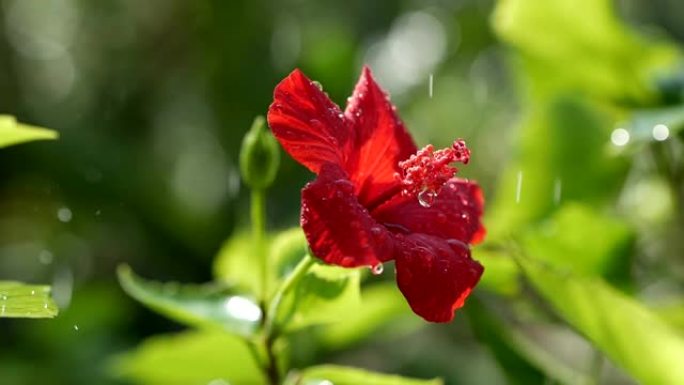 红花芙蓉上的水滴，特写。红色芙蓉蔷薇花瓣上的一滴雨。