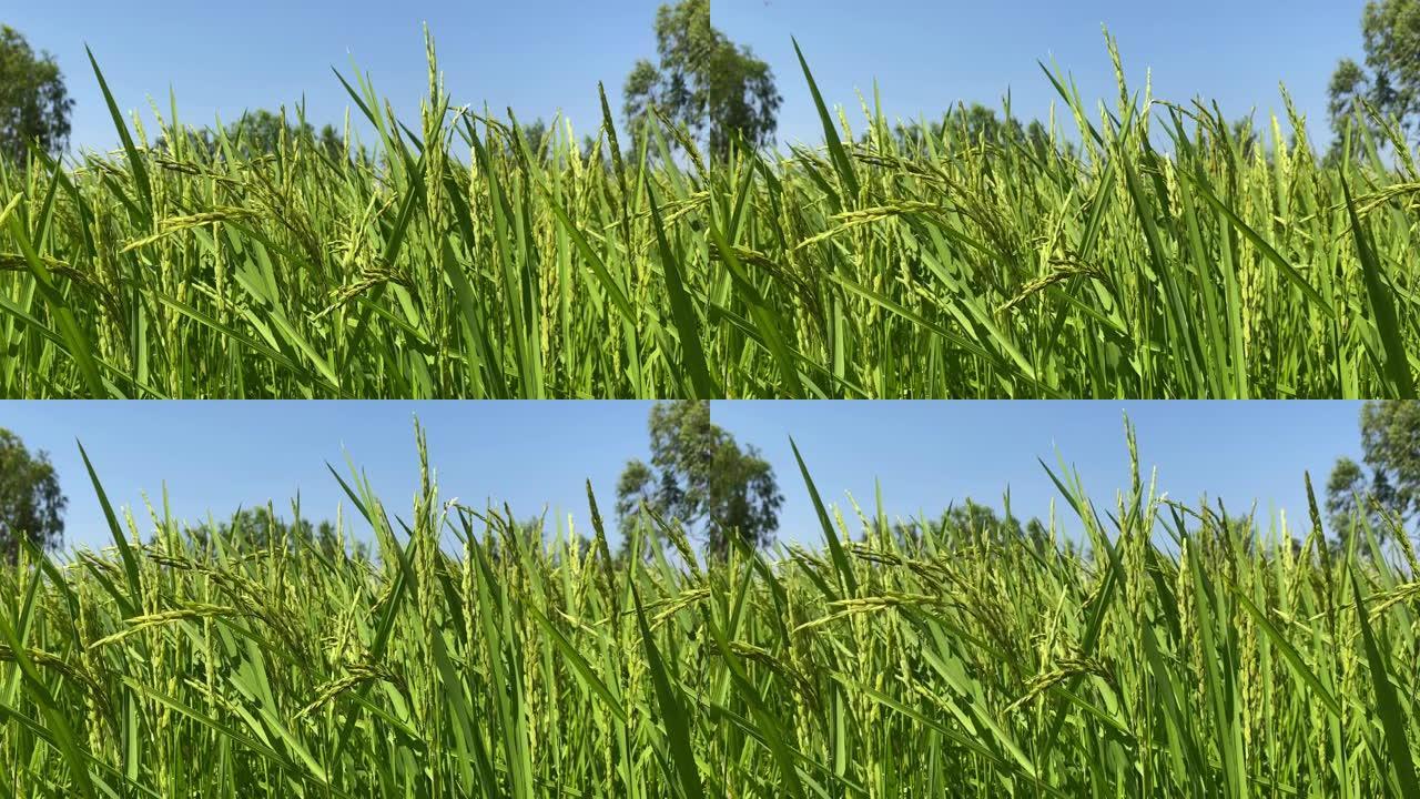 泰国农业生活方式概念。农村生活以种稻为主，绿色的秧苗都生长在稻田里。稻谷成片，稻秆在风中摇曳。