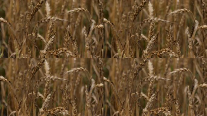 降雨天气下的小麦小穗。黄色麦田风收起来。慢动作。农业，农业，谷物。