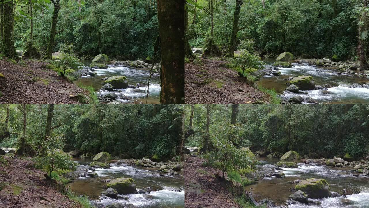 陀螺相机缓慢地向纯净茂密的雨林河移动