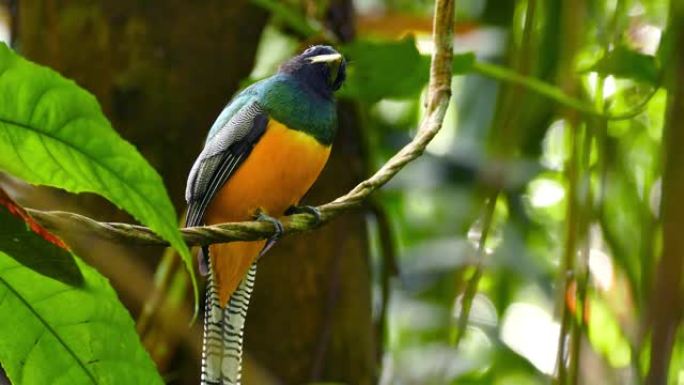 黑色喉咙的trogon，醒目的颜色停留在丛林藤本菊上