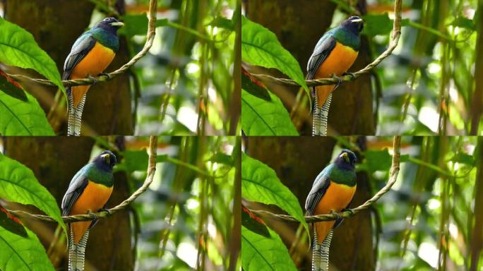 黑色喉咙的trogon，醒目的颜色停留在丛林藤本菊上