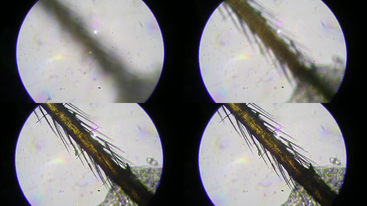 显微镜下的蜘蛛腿显微镜下的景色