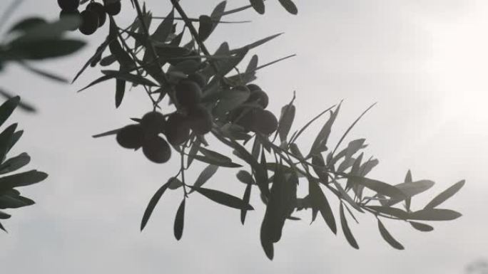 温暖的太阳耀斑中的黑橄榄
