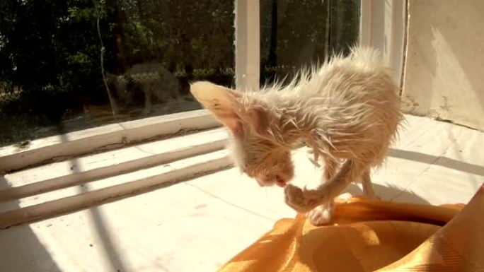 可爱的湿白色小猫，长着大耳朵和眼睛，在窗台上洗自己 -- 阳光炎热的晴天特写