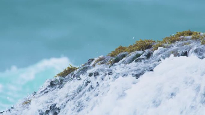 巨大的海浪MS揭示了沿海岸线的岩石上的野生健康贻贝和海藻，切成白色过渡以进行下一次拍摄或复制。慢动作