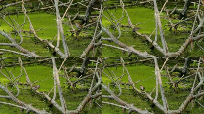 麻雀鸟跳上野生湿地泥泞池塘附近的下一个分支