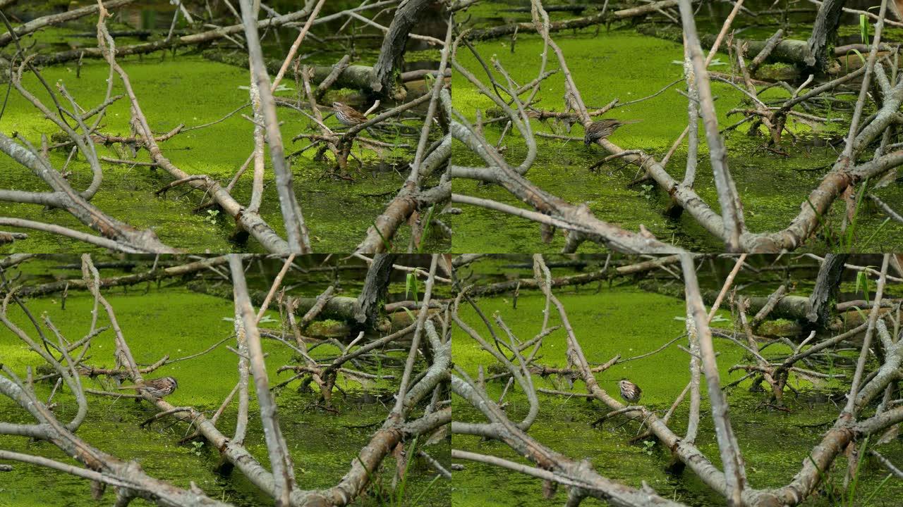 麻雀鸟跳上野生湿地泥泞池塘附近的下一个分支