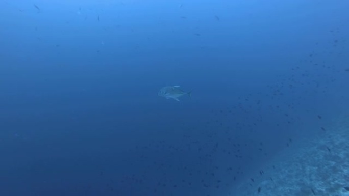 一只蓝鳍金枪鱼在印度洋，马尔代夫，亚洲的蓝色水中游泳