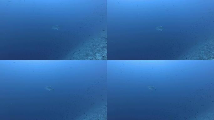 一只蓝鳍金枪鱼在印度洋，马尔代夫，亚洲的蓝色水中游泳