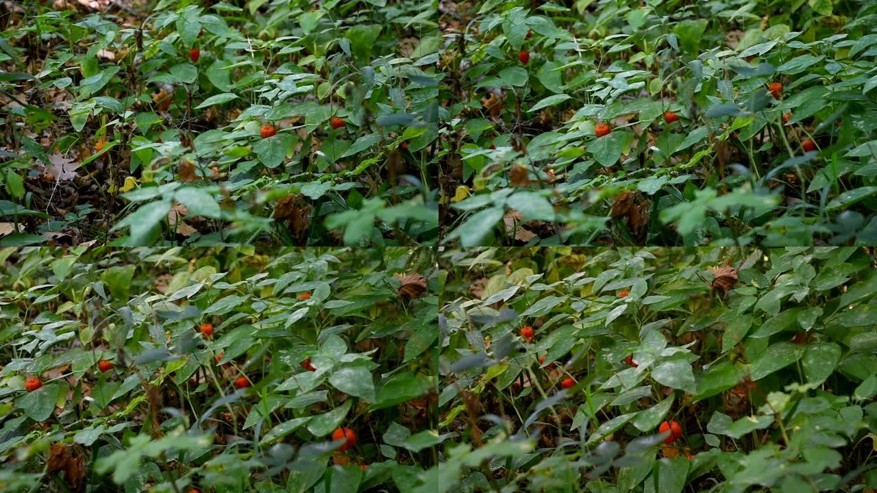酸浆果或冬樱桃，中国灯笼百合