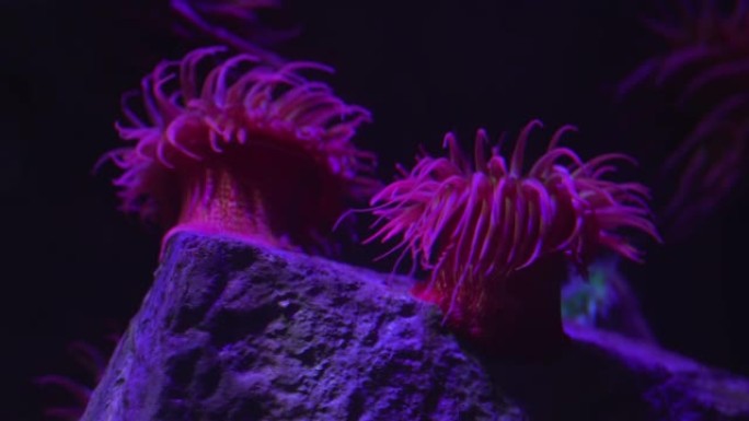 灯光下岩石上的粉红色海葵