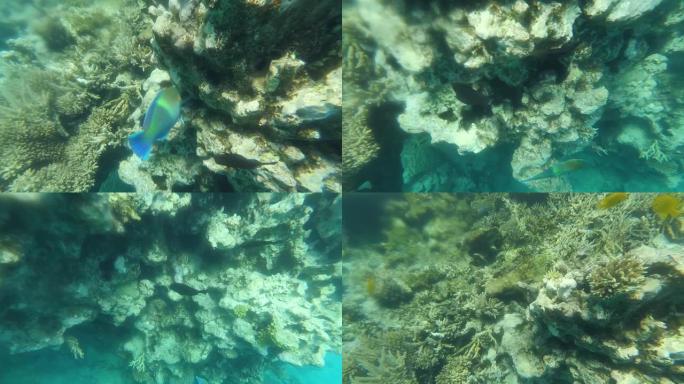 埃及红海珊瑚礁野生动物详情。美丽的五颜六色的鱼在晶莹剔透的水中游动。水下行动相机视频拍摄