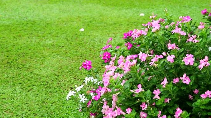 粉红色的白色马达加斯加长春花，玫瑰长春花和花园中的绿草