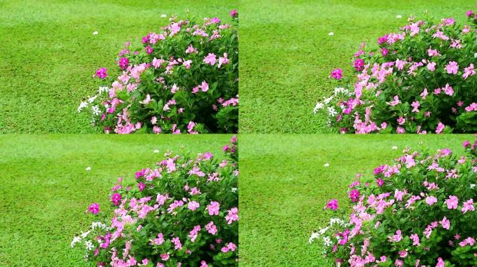 粉红色的白色马达加斯加长春花，玫瑰长春花和花园中的绿草