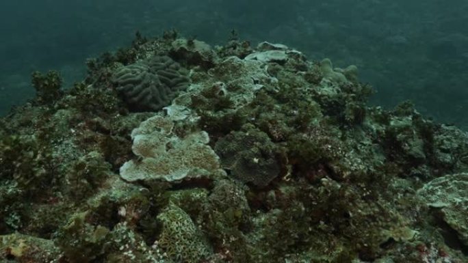 日本小笠原岛的海底珊瑚礁