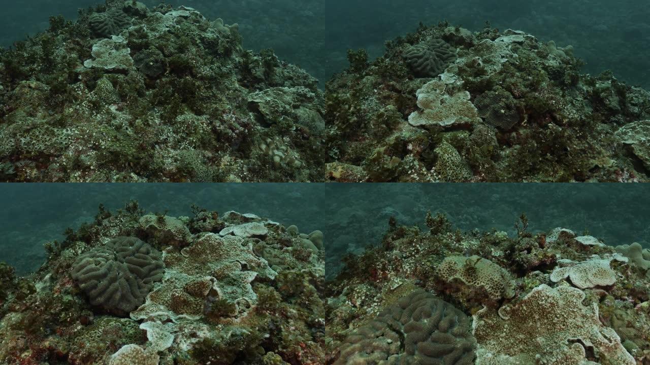 日本小笠原岛的海底珊瑚礁