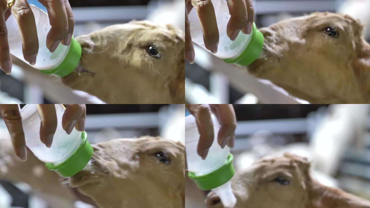 女孩用瓶子里的牛奶喂羊的场景