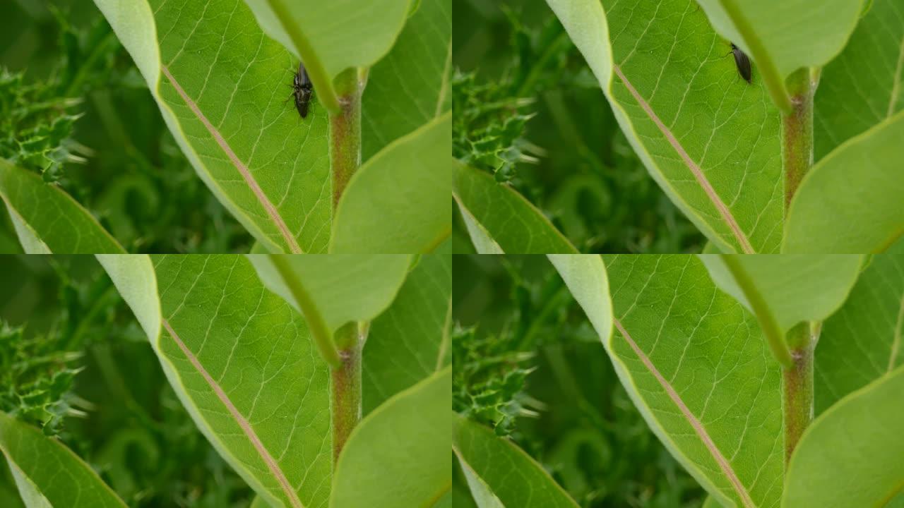 一只虫子似乎试图在绿叶上爬行时与另一只虫子交配