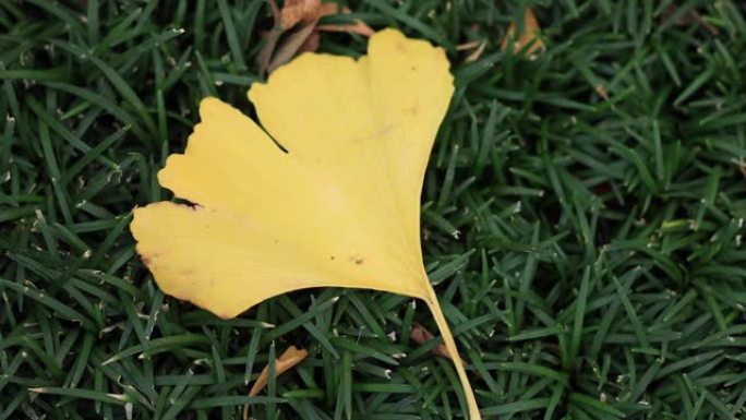 Gignkgo leaf on the plant at autumn top shot handh